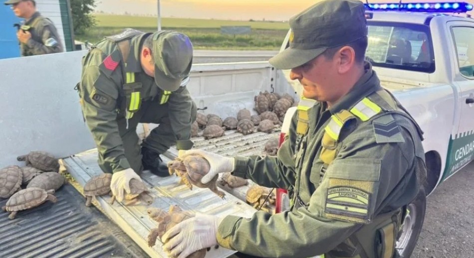 Santa Fe: trasladaban 166 tortugas dentro de bolsas arpilleras en un cargamento de cebollas