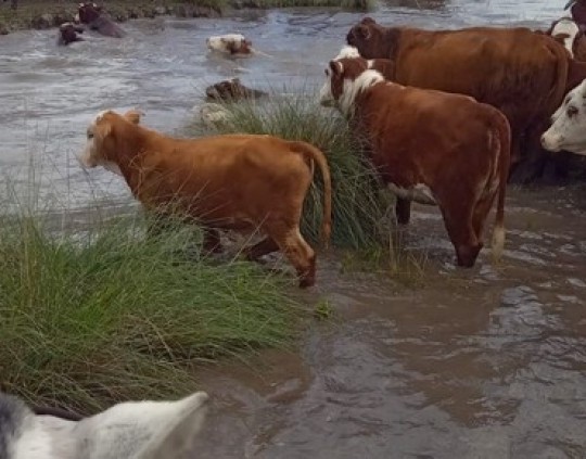 La producción ganadera al borde del colapso en Santa Fe